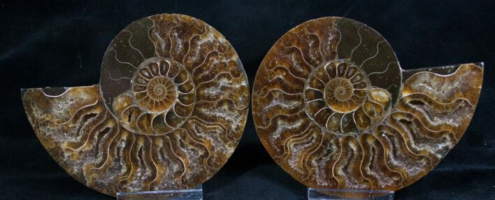 Cut and Polished Ammonite Pair #8010